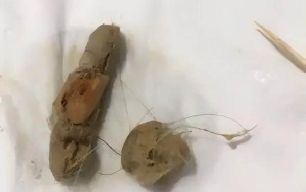 西安狗狗網 西安在哪可以領養狗狗