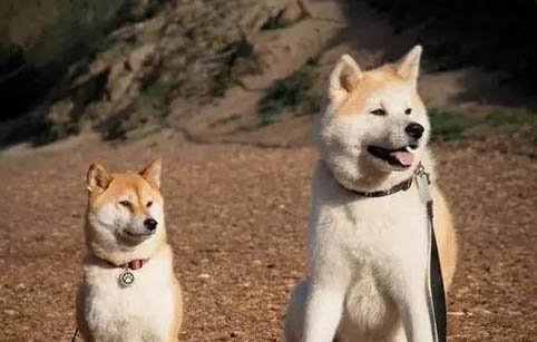秋田犬怎么看品相