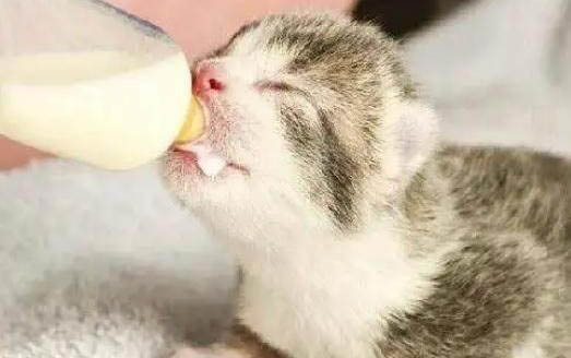 一般多大的小貓可以吃貓糧