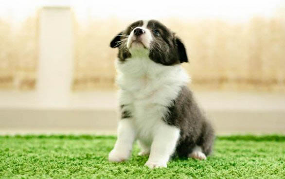 為什么狗狗躺著抽搐喘氣急促