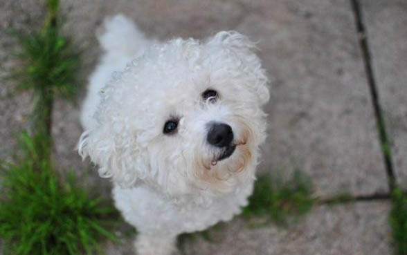 比熊犬衰老會(huì)有哪些表現(xiàn)?