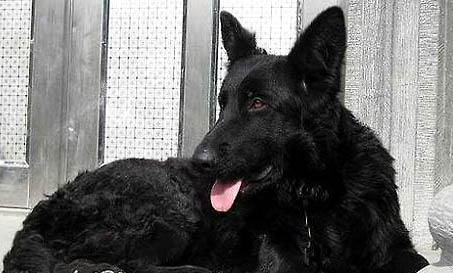 請問牧羊犬喜歡吃什么