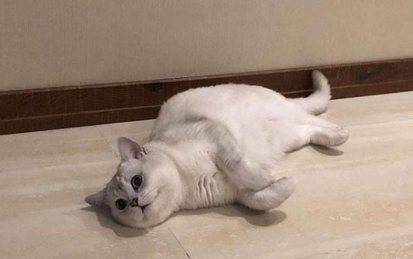 貓尿床的被子怎么處理
