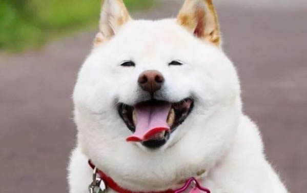 狗的腳指甲應該剪到哪里