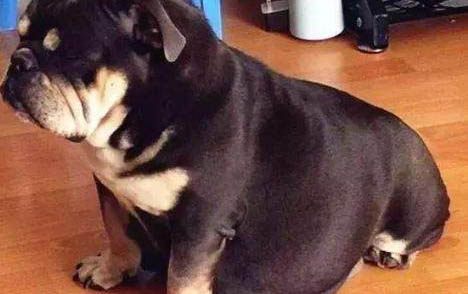 高加索犬是哪個(gè)國家的犬種