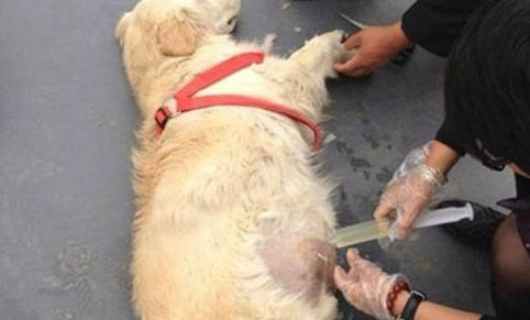 犬瘟多久不復發算痊愈