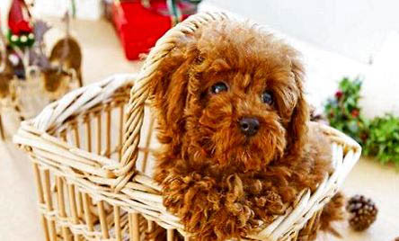 訓練泰迪犬裝死