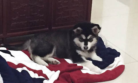 犬科動物和貓科動物哪個厲害