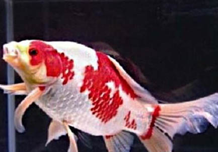 金魚缸的水渾濁怎么辦?
