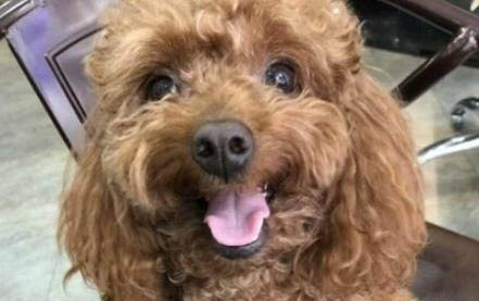 狗得了冠狀病毒幾天能好?
