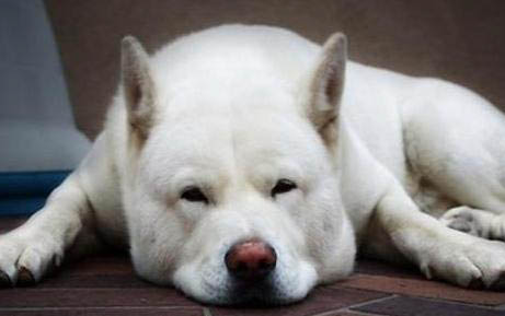 幼犬驅蟲后拉稀帶血怎么辦?