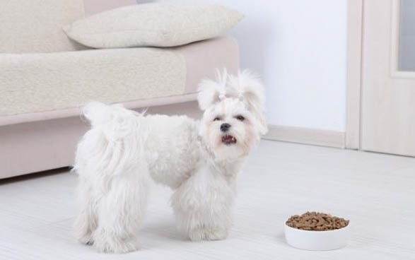 神經性犬瘟還能活多久