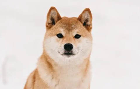 3個月小柴犬多少錢一只