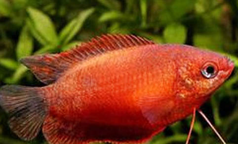 麗麗魚為什么咬其他魚?
