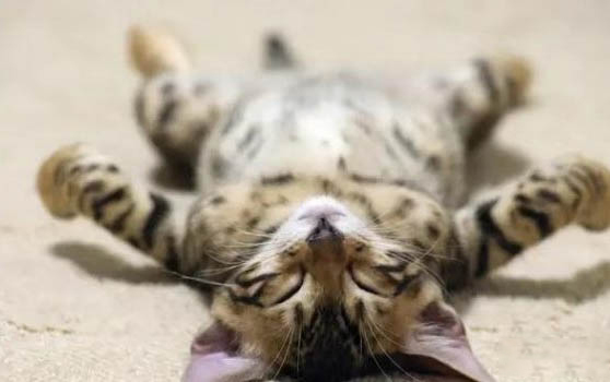 剛出生的貓咪幾天睜眼睛啊