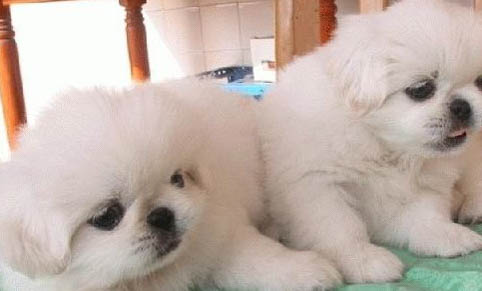 京巴犬掉毛原因揭秘：如何處理以及注意事項