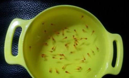 鳳尾魚卵多久孵化出小魚?