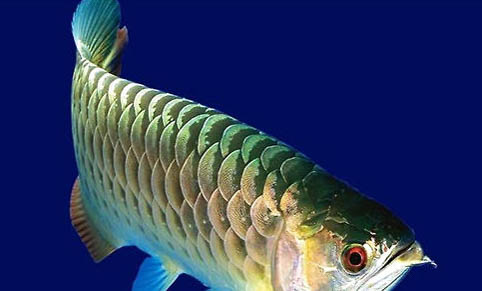 龍魚怎么混養