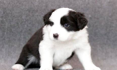 幼犬將磨牙棒吃掉有危險嗎