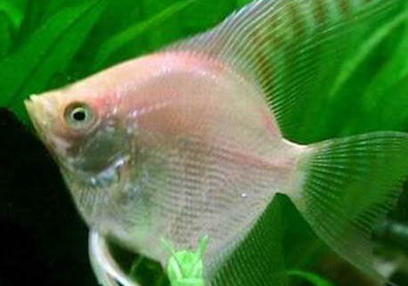 七彩神仙魚怎么樣喂食最好