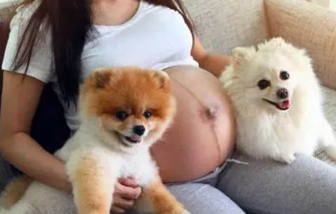 狗可以吃榴蓮?