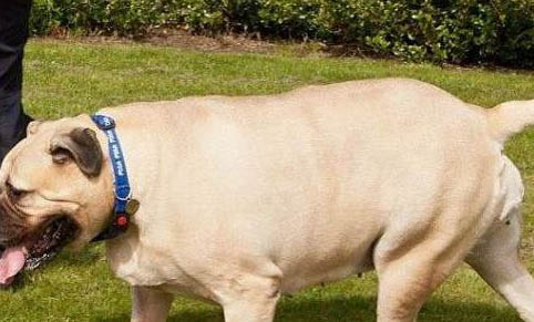 狗狗犬窩咳的癥狀是什么