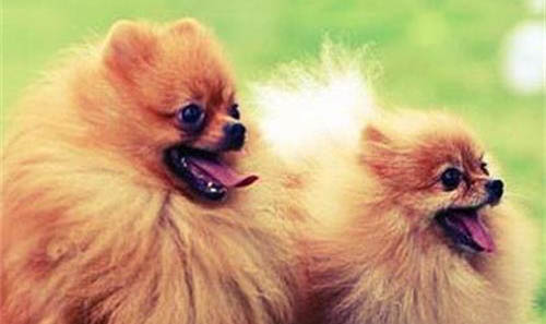 成年博美犬多久驅蟲一次