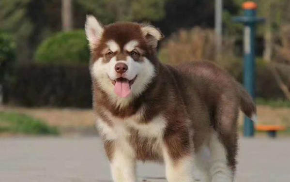 狗狗可以吃胡蘿卜嗎