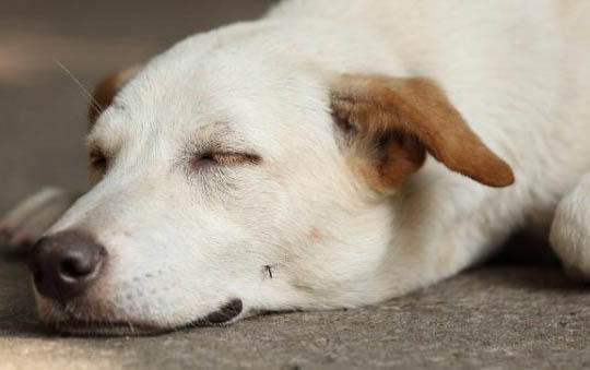 狗狗四腳朝天扭動的原因及處理方法