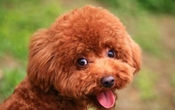 泰迪吐黃沫子什么原因