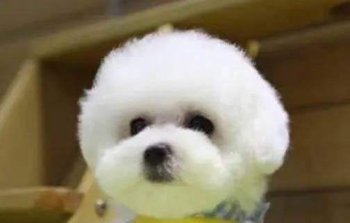 狗狗得狗瘟細小病毒了怎么治療