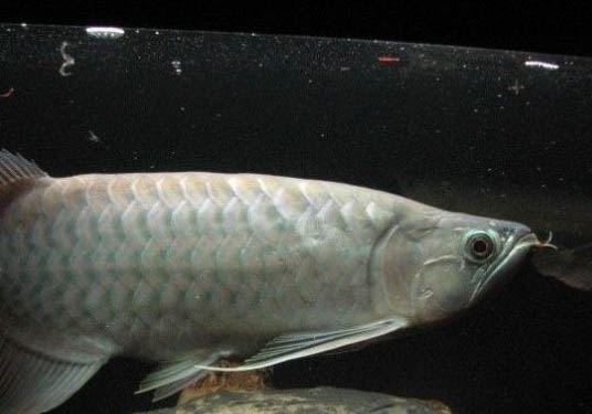 銀龍魚腸炎怎么治療