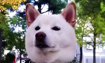 柴犬適合新手養嗎
