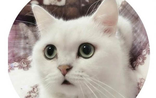 一個月的小貓洗澡后流眼淚、拉肚子