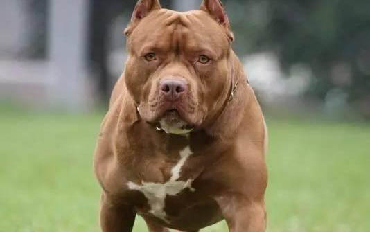 如何訓練比特犬叼東西