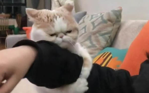 小貓走丟了能自己回家嗎