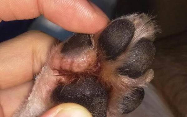 狗狗耳螨的癥狀主要有哪些