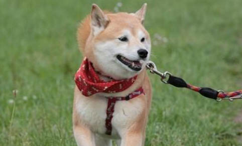狗狗要打狂犬疫苗嗎,多久多久打一次