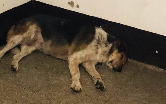 狗有狂犬病毒能活多久
