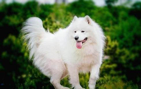 羅得西亞脊背犬尿道為什么流血