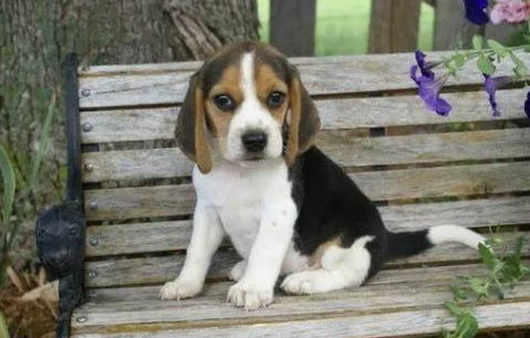 比格犬能長多大