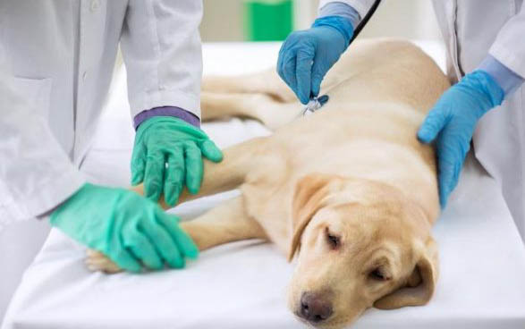 狗得犬瘟要多久才能養好?