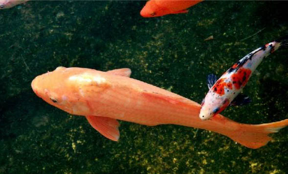 夏季如何預防觀賞魚缺氧