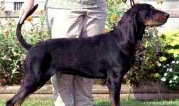 黑褐獵浣熊犬多少錢一只