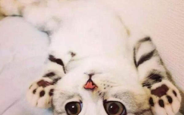 貓抓沙發怎么辦?