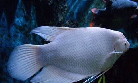 河水可以養魚嗎