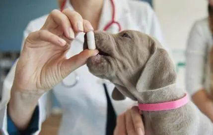 得犬瘟的狗多久能查出