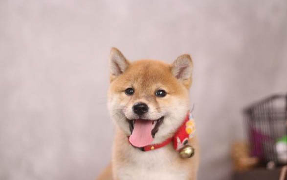 柴犬換毛怎么辦