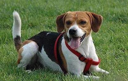 哈利犬和比格犬的區別