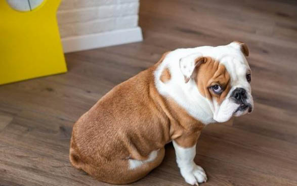 英國斗牛犬嘔吐白沫的原因及處理方法